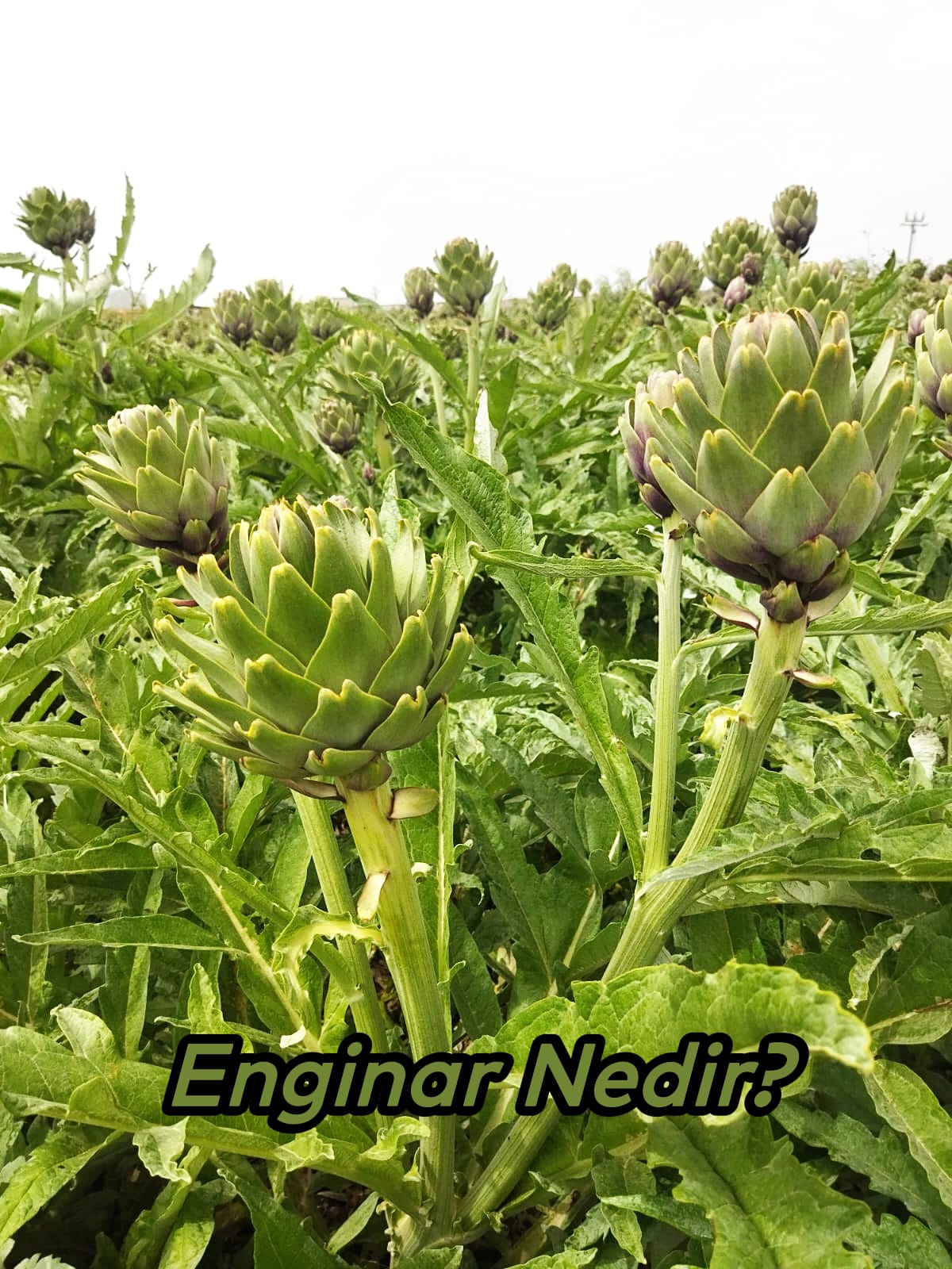 Uğur Enginarcılık - Enginar Nedir?